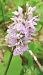 Dactylorhiza maculata - Laurent Fourneret