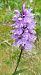 Dactylorhiza maculata - Laurent Fourneret