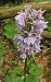 Dactylorhiza maculata - Laurent Fourneret