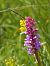 Gymnadenia conopsea (Orchis moucheron) © Monique Souben