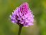 Traunsteinera globosa (Orchis globuleux) © Monique Souben