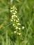 Coeloglossum viride (Orchis grenouille) © Monique Souben