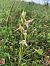 Ophrys apifera var. trollii  - Armelle Bass