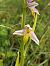 Ophrys apifera var. trollii  - Armelle Bass