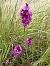 Anacamptis pyramidalis  - Armelle Bass