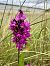 Anacamptis pyramidalis  - Armelle Bass