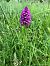 Anacamptis pyramidalis  - Armelle Bass