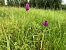 Anacamptis pyramidalis  - Armelle Bass