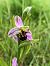 Ophrys apifera  - Armelle Bass