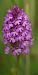 Anacamptis pyramidalis (Orchis pyramidal) © Bruno Vleeschouwers