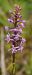 Gymnadenia conopsea (Orchis moucheron) © Bruno Vleeschouwers