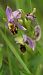 Ophrys apifera  - Bruno Vleeschouwers