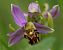 Ophrys apifera (Ophrys abeille) © Bruno Vleeschouwers