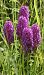 Anacamptis pyramidalis  - Bruno Vleeschouwers