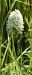 Anacamptis pyramidalis (Orchis pyramidal) © Bruno Vleeschouwers