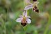 Ophrys apifera var. botteronii  - Annie Milliat