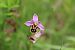 Ophrys apifera var. botteronii  - Annie Milliat