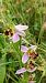 Ophrys apifera var. curviflora  - José Miguel Martins Da Silva