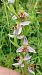 Ophrys apifera var. curviflora  - José Miguel Martins Da Silva