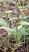 Epipactis helleborine var. minor  - José Miguel Martins Da Silva