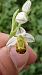 Ophrys apifera f. flavescens  - José Miguel Martins Da Silva