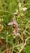 Ophrys apifera var. aurita  - José Miguel Martins Da Silva
