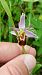 Ophrys apifera var. aurita  - José Miguel Martins Da Silva