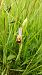 Ophrys apifera var. aurita  - José Miguel Martins Da Silva