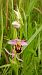 Ophrys apifera var. aurita  - José Miguel Martins Da Silva