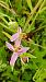 Ophrys apifera var. aurita  - José Miguel Martins Da Silva