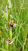 Ophrys apifera var. aurita  - José Miguel Martins Da Silva