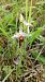 Ophrys apifera var. aurita  - José Miguel Martins Da Silva