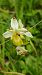 Ophrys apifera f. chlorantha  - José Miguel Martins Da Silva
