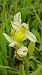 Ophrys apifera f. chlorantha  - José Miguel Martins Da Silva