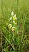 Ophrys apifera f. chlorantha  - José Miguel Martins Da Silva