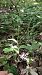 Epipactis helleborine var. minor  - José Miguel Martins Da Silva