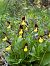 Cypripedium calceolus  - Olivier Builly