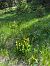 Cypripedium calceolus  - Olivier Builly