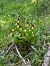 Cypripedium calceolus  - Olivier Builly