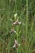 Ophrys querciphila (Ophrys des chênes) © Jean Claude Bouveron