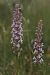 Gymnadenia conopsea (Orchis moucheron) © Jean Claude Bouveron
