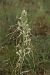 Himantoglossum hircinum (Orchis bouc) © Jean Claude Bouveron