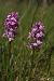 Dactylorhiza maculata (Orchis tacheté) © Jean Claude Bouveron