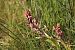 Dactylorhiza majalis  - Jean Claude Bouveron