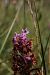 Dactylorhiza majalis (Orchis de mai) © Jean Claude Bouveron