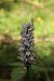 Dactylorhiza maculata (Orchis tacheté) © Jean Claude Bouveron