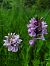 Dactylorhiza maculata  - Jean Claude Bouveron