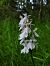 Dactylorhiza maculata (Orchis tacheté) © Jean Claude Bouveron