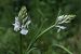 Dactylorhiza maculata (Orchis tacheté) © Jean Claude Bouveron