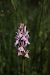 Dactylorhiza maculata (Orchis tacheté) © Jean Claude Bouveron